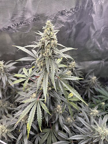 Growreport Bild 24