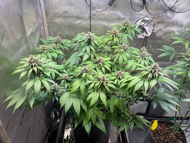 Growreport Bild 3