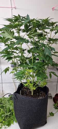 Growreport Bild 21