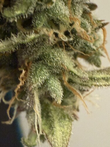 Growreport Bild 28