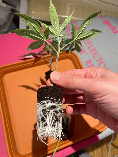 Growreport Bild 13