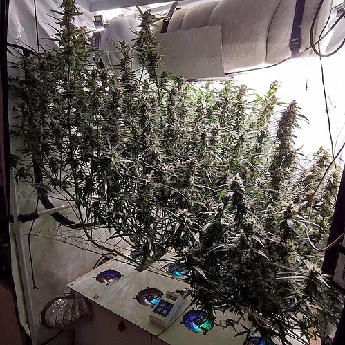 Growreport Bild 7