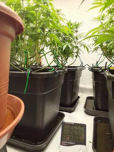 Growreport Bild 7