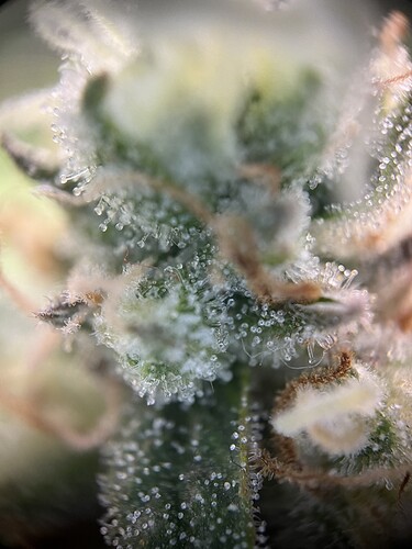 Growreport Bild 20
