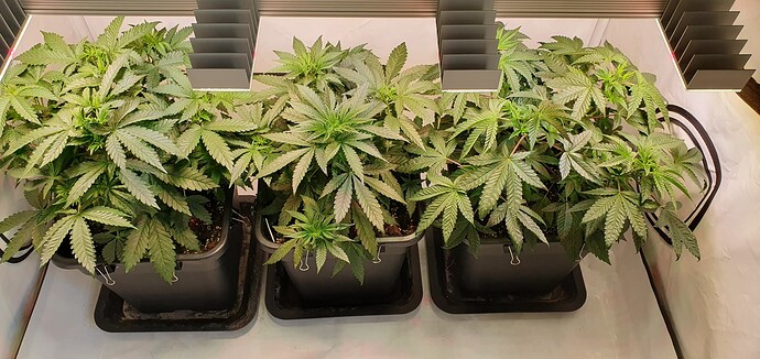 Growreport Bild 7