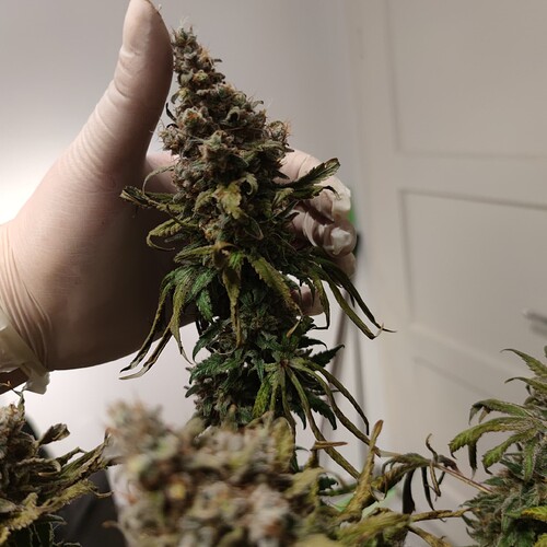 Growreport Bild 3