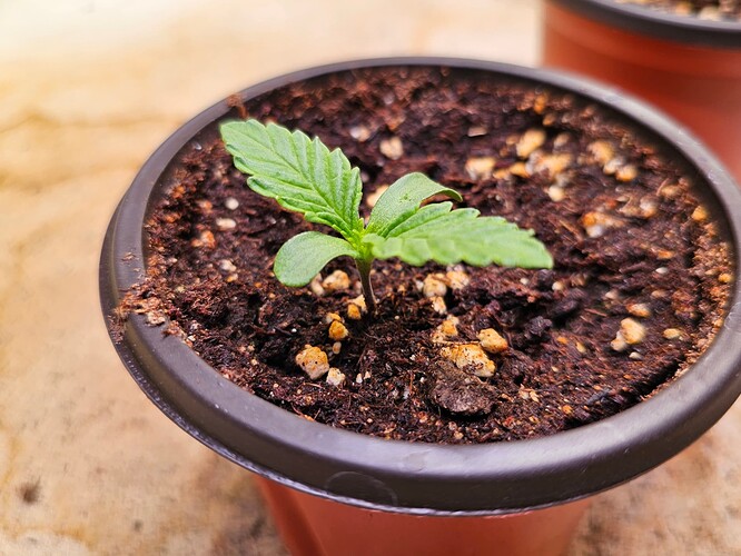 Growreport Bild 2