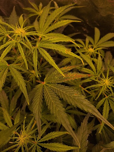 Growreport Bild 9