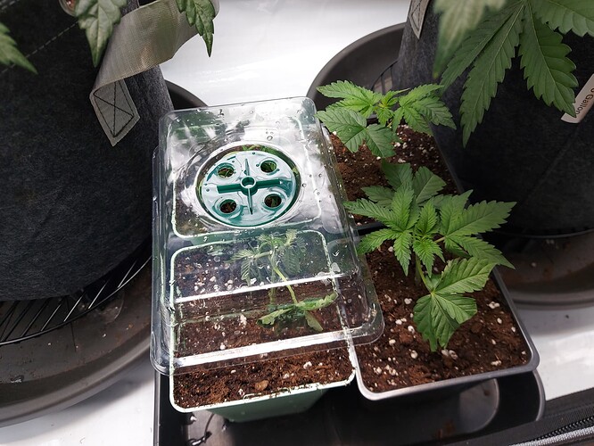 Growreport Bild 8