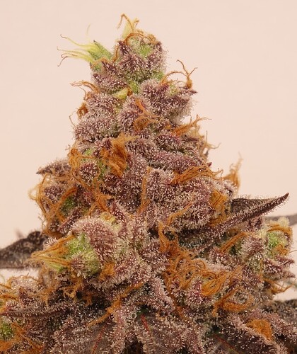 Growreport Bild 13