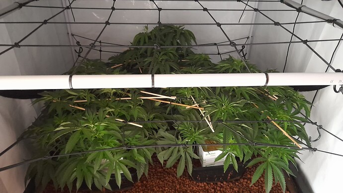 Growreport Bild 20