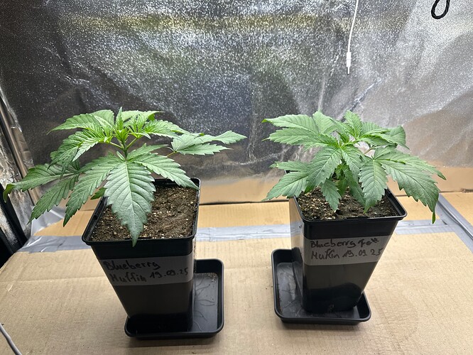 Growreport Bild 6