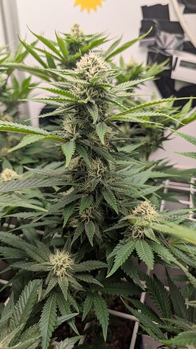 Growreport Bild 9