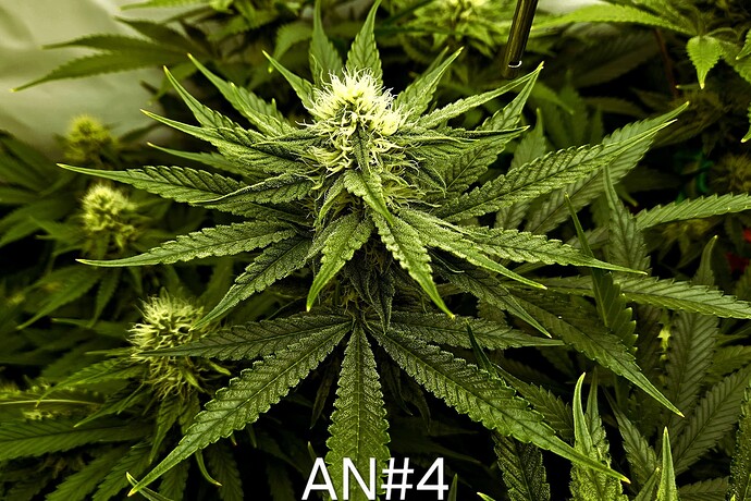 Growreport Bild 2