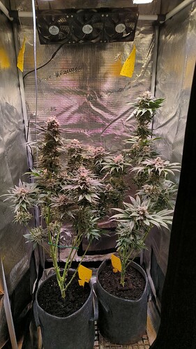 Growreport Bild 1