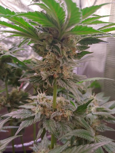 Growreport Bild 16