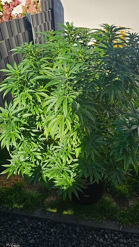 Growreport Bild 1