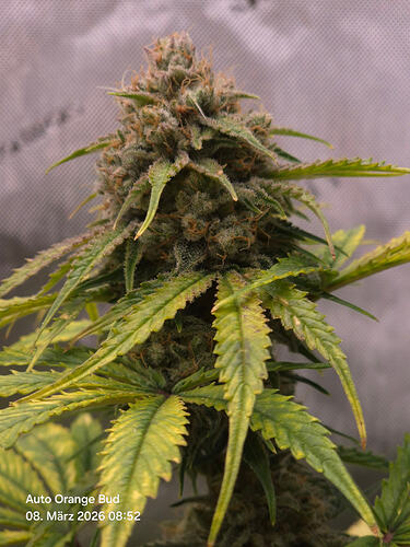 Nahaufnahme eines Cannabis-Main-Buds der Sorte Auto Orange Bud mit sichtbaren Trichomen und gelblichen Blättern.