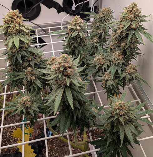 Growreport Bild 7