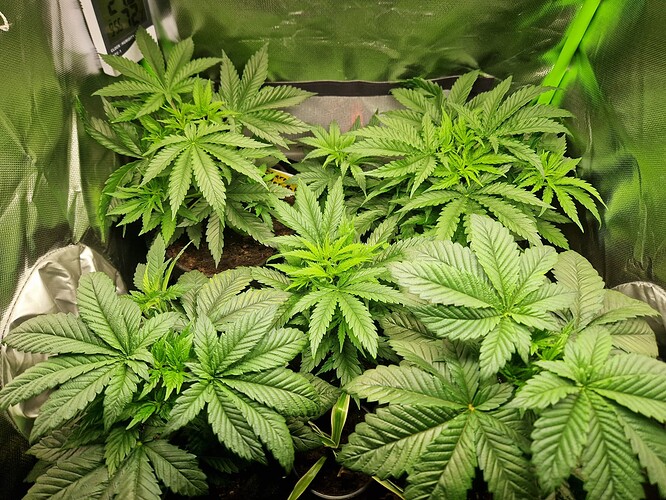Growreport Bild 13
