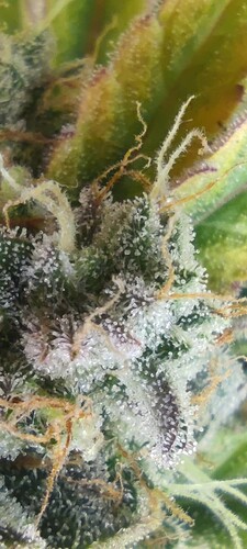 Growreport Bild 3