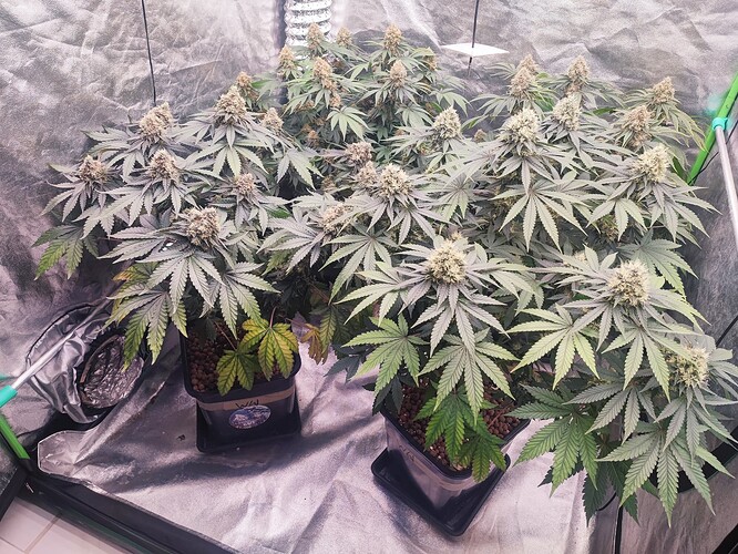 Growreport Bild 36