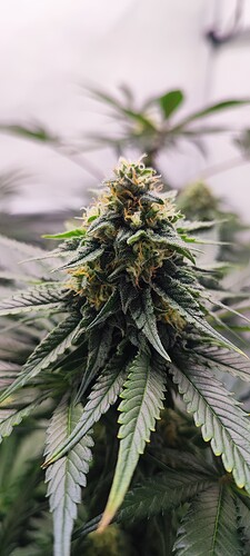 Growreport Bild 18