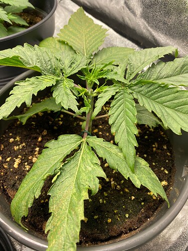 Growreport Bild 6