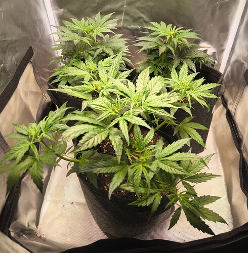 Zweiter Grow (Northern Lights Auto)