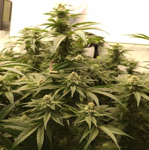 475833195_122166484658293599_1499605351593604837_n