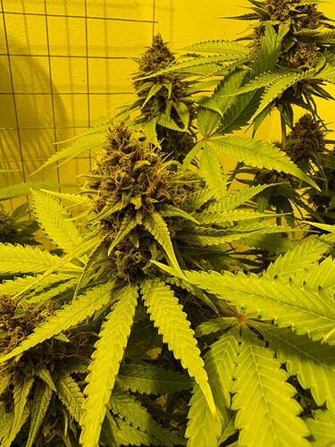 Growreport Bild 8