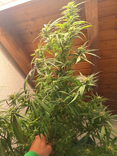 Growreport Bild 9