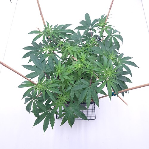 Growreport Bild 7