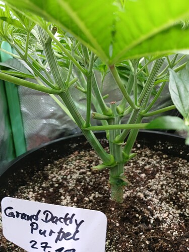 Growreport Bild 5