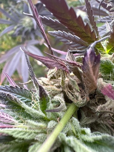 Growreport Bild 65