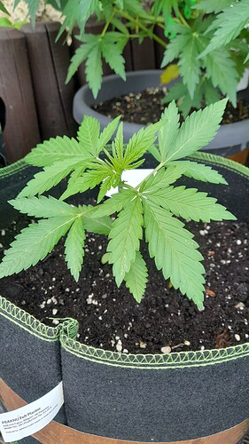 Growreport Bild 15