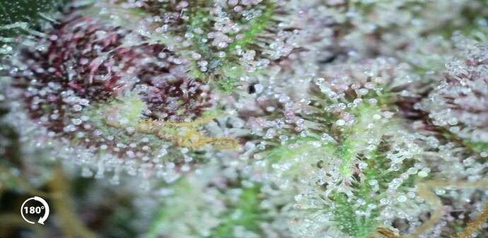 Growreport Bild 29
