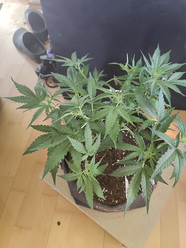 1_LST_top