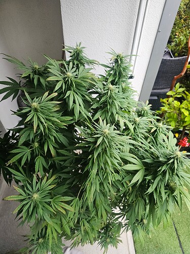 Growreport Bild 7