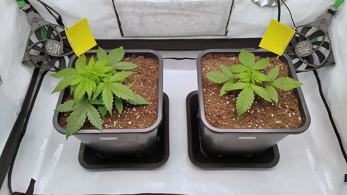 Zwei junge Cannabispflanzen in quadratischen Töpfen in einem Growzelt, links Bruce Banner, rechts Mandarine XL.