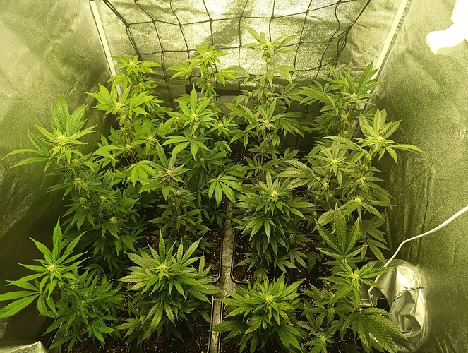 Growreport Bild 5