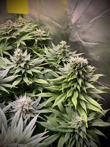 Growreport Bild 17