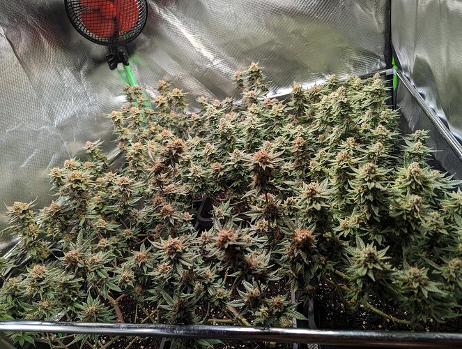 Growreport Bild 1
