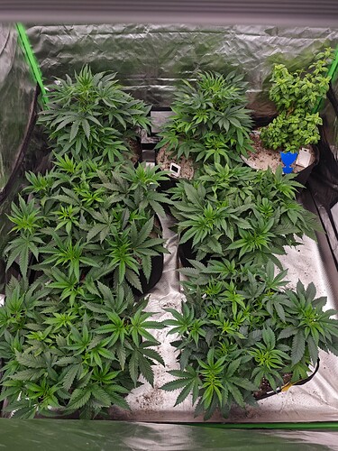 Growreport Bild 3