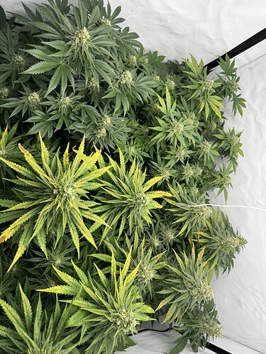 Growreport Bild 2