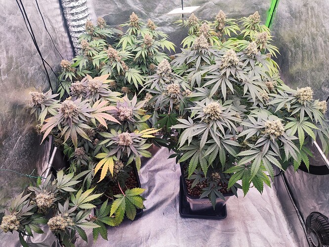 Growreport Bild 12