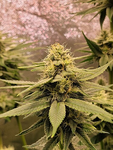 Growreport Bild 10