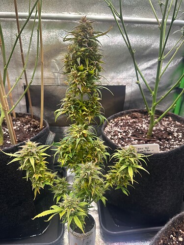 Growreport Bild 19