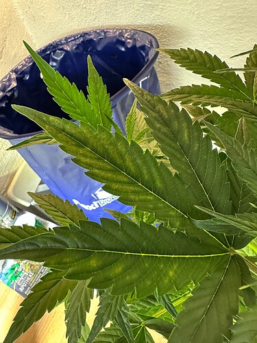 Growreport Bild 64