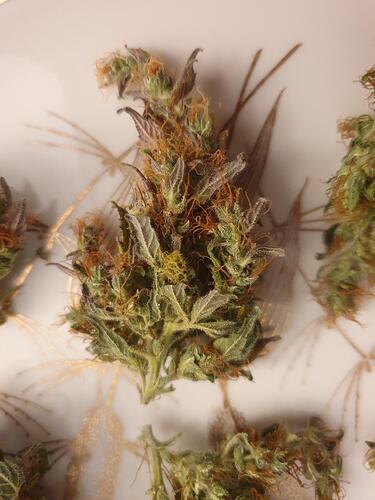 Growreport Bild 7